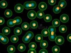 Image result for Dividing Cell Drawig