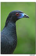 Image result for Black Guan