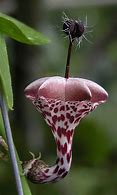 Image result for Most Exotic Flowers in the World