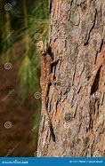 Image result for African Rainbow Lizard