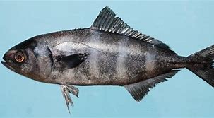 Image result for Pilot Light Fish