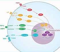 Image result for Cell Pathways Chart