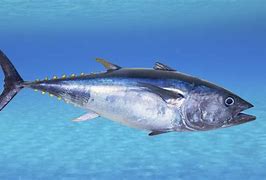 Image result for Tuna W