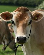 Image result for Brow Swiss Cow