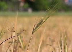 Image result for Wheat Harvest Pic