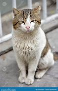 Image result for Sad Homeless Cat