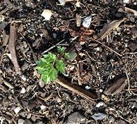 Image result for Daisy Seedlings