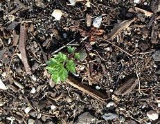 Image result for Daisy Seedlings