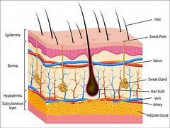 Image result for Skin Diagram Esthetics