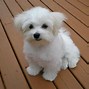 Image result for Maltese X Yorkie