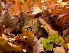 Image result for Cats in Fall