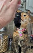 Image result for Cat Shading