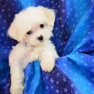 Image result for Female Maltese Puppies