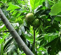 Image result for Manfaat Buah Sukun