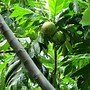 Image result for Buah Sukun Masak Kari