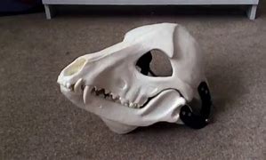 Image result for Skull Dog Mask