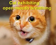 Image result for Cat Opening Mouth