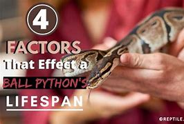 Image result for Ball Python Life Cycle