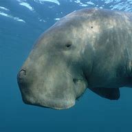 Image result for Cute Dugong Stuffed Animal