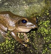 Image result for Brown Frog Britain