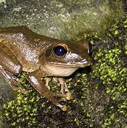 Image result for Flat Brown Frog