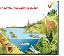 Image result for Ecosystem Drawing