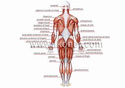 Image result for Posterior Spine Anatomy