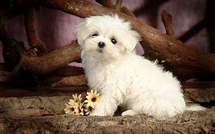 Image result for Cute Little Maltese Puppies