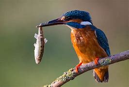 Image result for Kingfisher