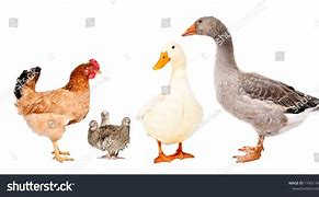 Image result for Hen and Goose