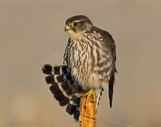 Image result for Immature Merlin Bird