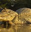 Image result for Biggest Caiman