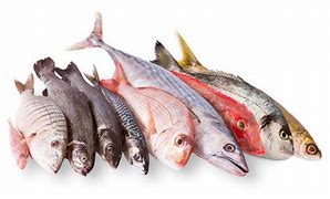 Image result for Sebal Fish