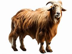 Image result for Fat Goat