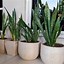 Image result for Dracaena Leaves