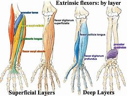 Image result for Forearm Flexors