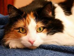 Image result for Cat Eye Syndrome