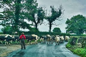 Image result for Cattle Herd