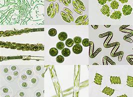 Image result for Algae Graphic