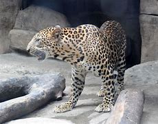 Image result for Java Leopard