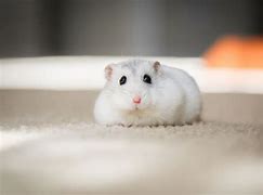 Image result for Perangkap Hamster