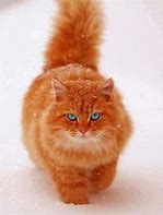 Image result for Fluffy Ginger Cat