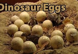 Image result for Gobi Dinosaur Eggs