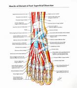 Image result for Dorsum Foot Anatomy