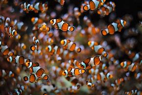 Image result for School of Clownfish