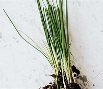 Image result for Chives in Herb Garden