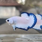 Image result for Blue Rim Betta Fish