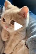 Image result for Crying Kitten