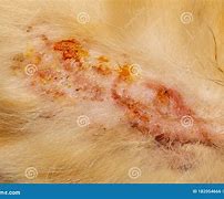 Image result for Skin Infection From Cat