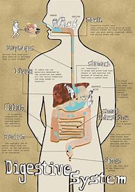 Image result for Digestive System Infographic